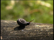 Challenger's Bristle Snail