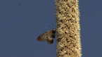 Glasswing on Grass Tree Spike