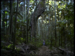 Moreton Bay Fig Tree