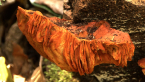 Rainforest Fungus