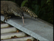 Goanna on a Hot Tin Roof