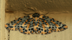 Arch Moth