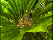 Bird's Nest Fern