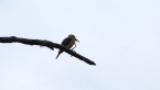 Kookaburra With Snake