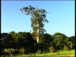 Flooded Gum Tree