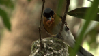Spectacled Monarch