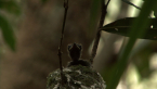 Spectacled Monarch Chick
