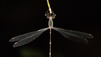 Southern Whitetip Dragonfly