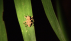 Cyrptorhynch Weevil