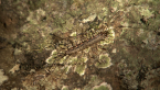 House Centipede