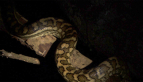 Carpet Python