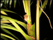 Feathertail Glider