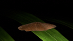 Geometrid Moth
