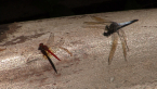 Scarlet Percher &amp; Blue Skimmer