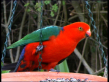 Male King Parrot