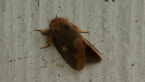 Lymantriid Moth