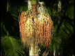 Piccabeen Palm