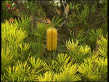 Hairpin Banksia