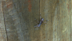 Longicorn Beetle