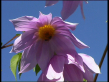 Tree Dahlia