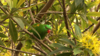 Scaly-breasted Lorikeet