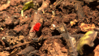 Red Velvet Mite