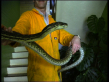 Carpet Python