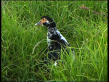 Muscovy Duck