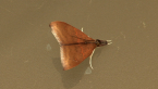 Tree Lucerne Moth