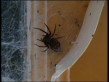 Black House Spider