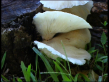 Tree Mushroom