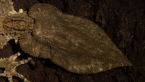 Leaf -tail