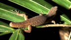 Skink Minus Tail