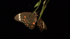 Orchard Swallowtail Butterfly