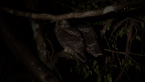 Pair of Southern Boobooks