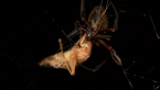 Garden Orb-weaving Spider