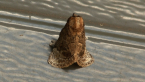 Macadamia Cup Moth