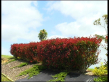 Photinia Red Robin