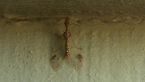 Mantispid Lacewing