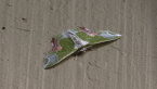 Geometrid Moth