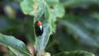 Pittosporum Leaf Beetle