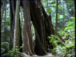 Moreton Bay Fig Tree