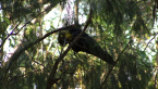 Glossy Black Cockatoo