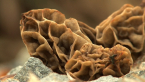 Morels