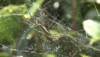 Dome Tent Spider