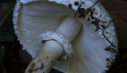 Shaggy Parasol Mushroom