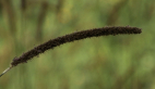 Bristle Grass