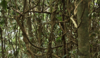 Vine Thicket
