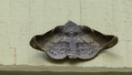 Turner's Wine Moth