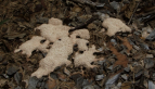Slime Mould
